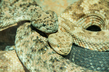 Two rattlesnakes curled next to each other