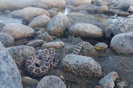 Baby Rattlesnake