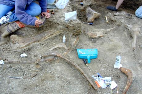Dinosaur bonebed