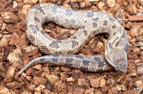Rattlesnake