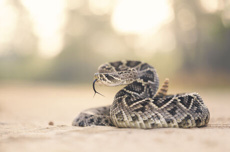 Rattlesnake